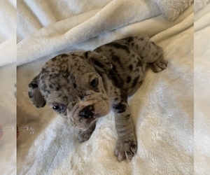 French Bulldog Puppy for sale in JOHNS ISLAND, SC, USA