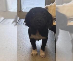 Chihuahua-Unknown Mix Dogs for adoption in San Martin, CA, USA