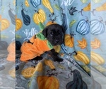 Small Photo #11 Cane Corso Puppy For Sale in OKLAHOMA CITY, OK, USA