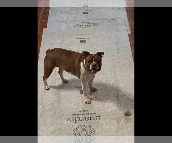 Medium Photo #3 Boston Terrier Puppy For Sale in Valrico, FL, USA