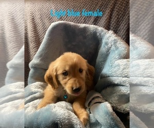 Golden Retriever Puppy for sale in BUSSEY, IA, USA