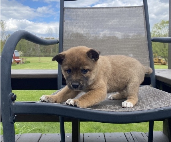 Medium Photo #4 Alaskan Husky-Border Collie Mix Puppy For Sale in RICHMOND, MI, USA