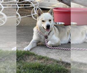 Siberian Husky Dogs for adoption in Stockton, CA, USA