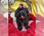 Small Photo #2 Maltipoo Puppy For Sale in LANCASTER, MO, USA