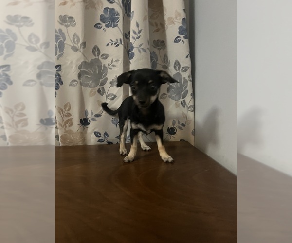 Medium Photo #8 Chihuahua Puppy For Sale in DURHAM, CT, USA