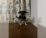 Small #7 Chihuahua