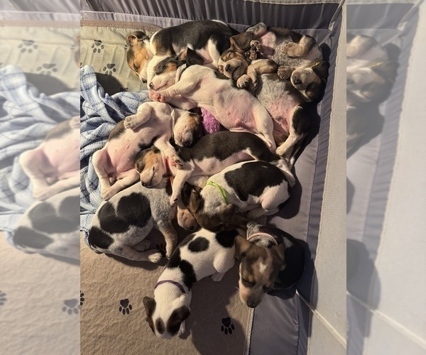 Medium Photo #7 Beagle Puppy For Sale in ORLANDO, FL, USA