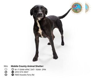 Labrador Retriever-Unknown Mix Dogs for adoption in Mobile, AL, USA