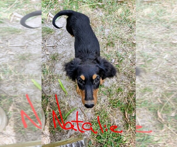 Medium Photo #4 Dachshund Puppy For Sale in HALF WAY, MO, USA