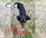 Small #3 Dachshund