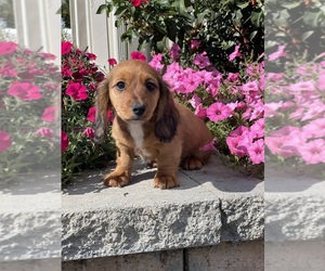 Dachshund Puppy for sale in CANOGA, NY, USA