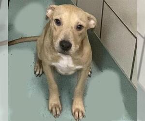 Labrador Retriever-Staffordshire Bull Terrier Mix Dogs for adoption in Pasadena, TX, USA