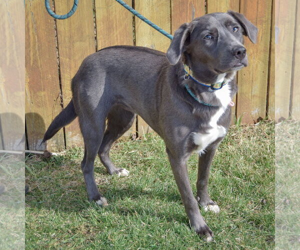 Medium Photo #2 Borador Puppy For Sale in Huntley, IL, USA