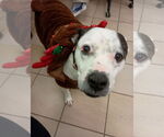 Small #11 American Pit Bull Terrier
