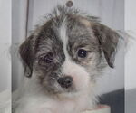 Small Shih Tzu Mix