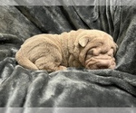 Small Photo #2 Chinese Shar-Pei Puppy For Sale in MERRITT IS, FL, USA