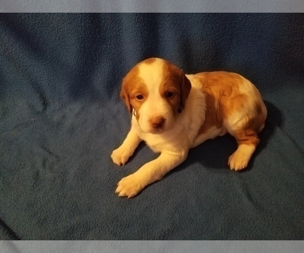 Medium Photo #1 Brittany Puppy For Sale in TONOPAH, NV, USA
