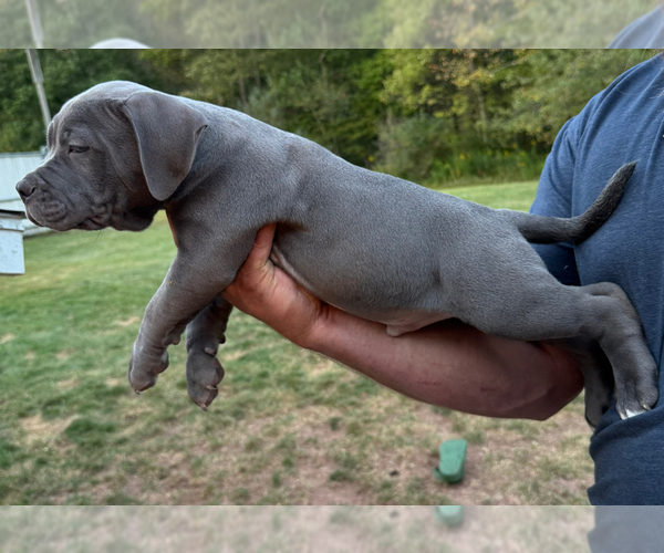 Medium Photo #8 American Pit Bull Terrier Puppy For Sale in OAKLAND, MD, USA