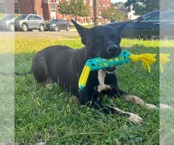 Medium Photo #22 Mutt Puppy For Sale in Caldwell, NJ, USA