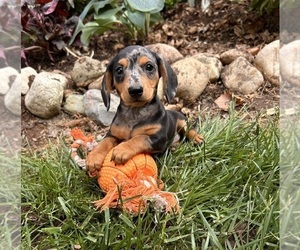 Dachshund Puppy for sale in MIDDLEBURY, IN, USA