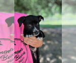 Small #1 Labrador Retriever Mix
