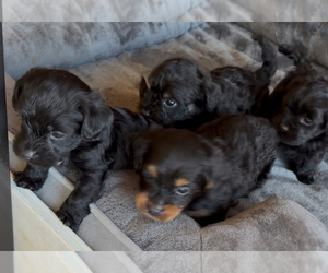 YorkiePoo Puppy for Sale in FLORENCE, South Carolina USA