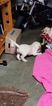 Small Photo #6 Labrador Retriever Puppy For Sale in GODFREY, IL, USA