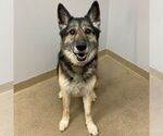 Small German Shepherd Dog Mix