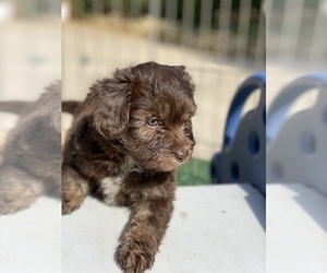 Aussiedoodle-Aussiedoodle Miniature Mix Puppy for sale in MONTECITO, CA, USA