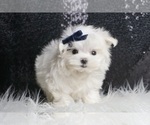 Puppy Armani AKC Maltese