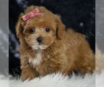 Small #2 Maltipoo