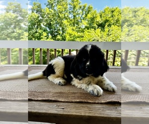 Newfoundland Puppy for sale in ROCKVILLE, IN, USA