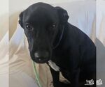Small #1 Labrador Retriever-Retriever  Mix
