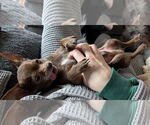 Small Photo #4 Chihuahua Puppy For Sale in Cary, NC, USA