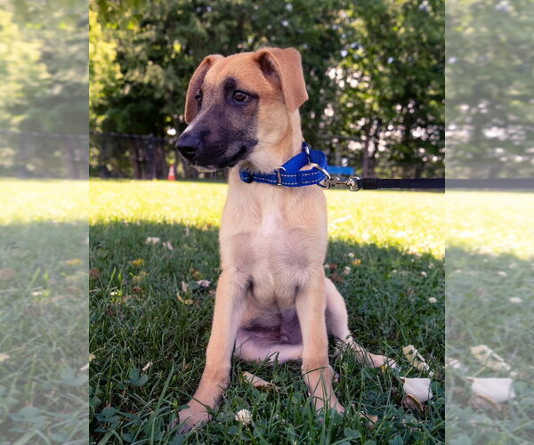 Medium Photo #11 Labrador Retriever-Unknown Mix Puppy For Sale in Brewster, NY, USA