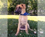 Small #10 Labrador Retriever Mix