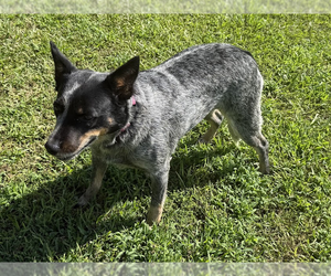 Mutt Dogs for adoption in Garden City, NY, USA