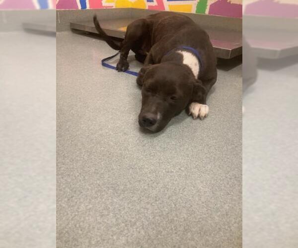 Medium Photo #1 Mutt Puppy For Sale in Baytown, TX, USA