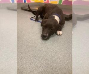 Mutt Dogs for adoption in Baytown, TX, USA