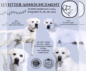 Labrador Retriever Puppy for sale in Ohaton, Alberta, Canada