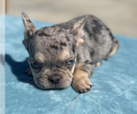 Small #14 French Bulldog