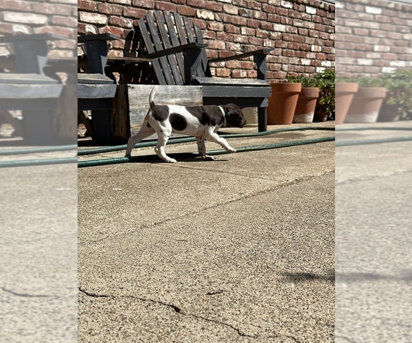 Medium Photo #4 German Shorthaired Pointer Puppy For Sale in PLACERVILLE, CA, USA