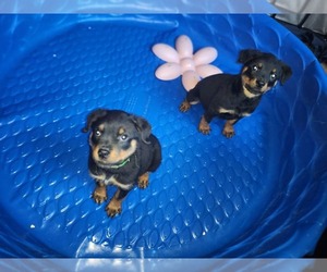 Rottweiler Puppy for sale in ELK GROVE, CA, USA