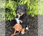 Small #1 Bernedoodle
