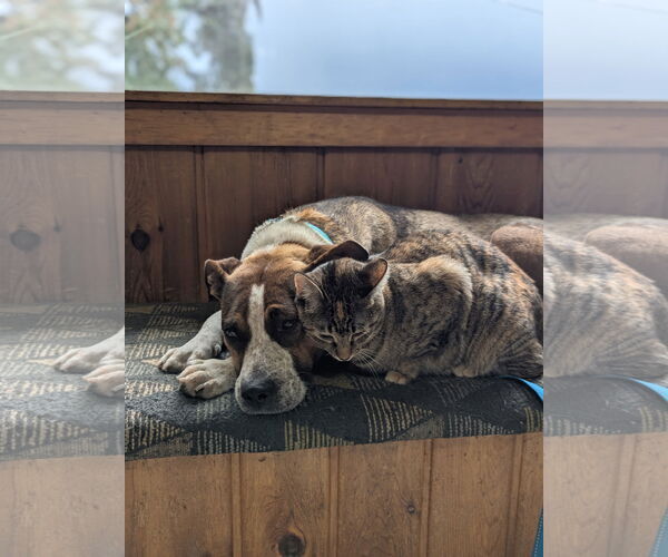 Medium Photo #3 American Pit Bull Terrier-Unknown Mix Puppy For Sale in Polson, MT, USA
