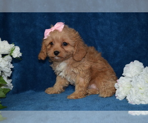 Cavapoo Puppy for sale in BARNESVILLE, KS, USA