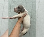 Small #2 Great Dane