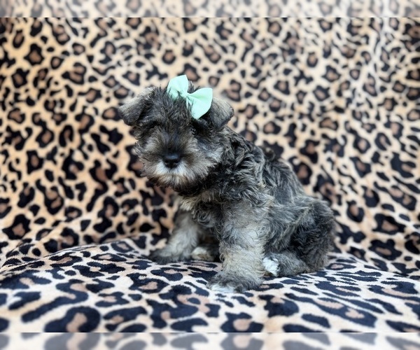 Medium Photo #4 Schnauzer (Miniature) Puppy For Sale in LAKELAND, FL, USA