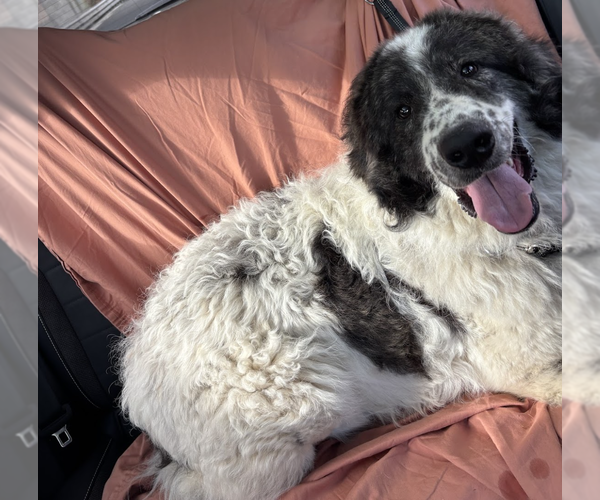 Medium Photo #3 Great Pyrenees-Unknown Mix Puppy For Sale in Brooklyn, NY, USA