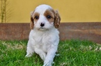 Small Photo #1 Cavapoo Puppy For Sale in PHOENIX, AZ, USA